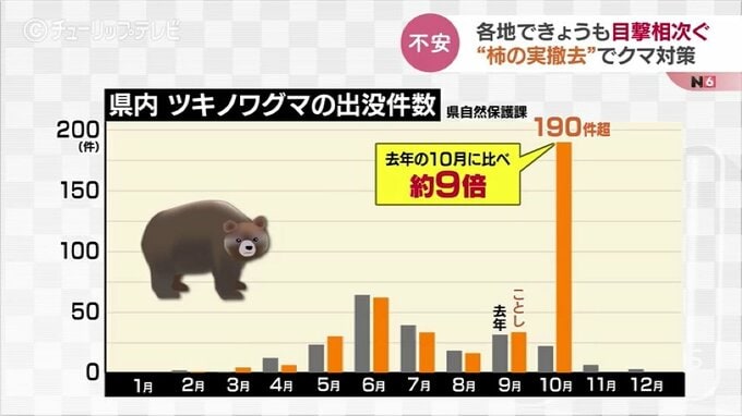 「もう少しでおいしい状態だったのに」急増するクマ出没で住民たちが柿の実の撤去急ぐ　富山　|TBS NEWS DIG