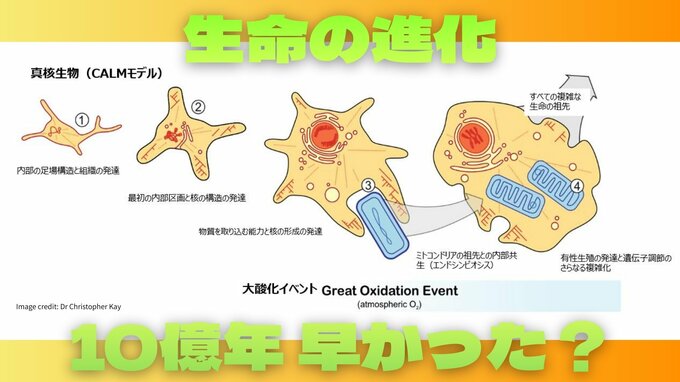「複雑な生命」の誕生は推定より10億年早かったー 沖縄OISTも参加の国際チームが英科学誌『Nature』に発表　進化の謎に新証拠|TBS NEWS DIG