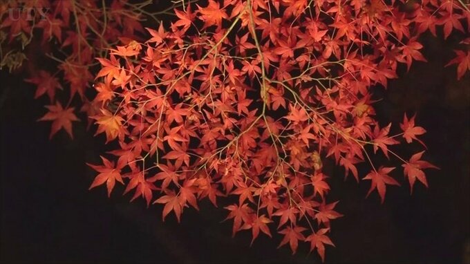 「夜に来たらすごくきれいで感動」　この時期ならではの山中湖畔の紅葉ライトアップ　山梨　|　山梨のニュース | ＵＴＹテレビ山梨