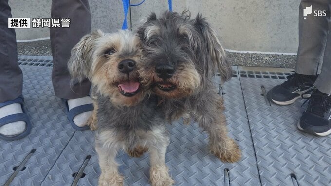 飼犬2匹を安倍川の河川敷に置き去りか 男女2人書類送検 「住むマンションがペット禁止だったため」＝静岡市駿河区|TBS NEWS DIG