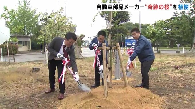 「荘川桜」2世の苗木　緑化活動の一環で植樹　富山・入善町　|　富山のニュース｜天気・防災｜チューリップテレビ