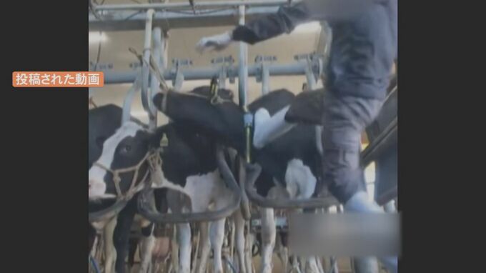 【速報】牛を蹴る動画拡散　農場と元従業員の男性を書類送検　動物愛護管理法違反の疑い　島根県・大田市|TBS NEWS DIG