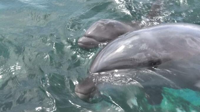 美ら海水族館でイルカの赤ちゃん公開　母に寄り添い泳ぐ愛らしい姿　本部町|TBS NEWS DIG