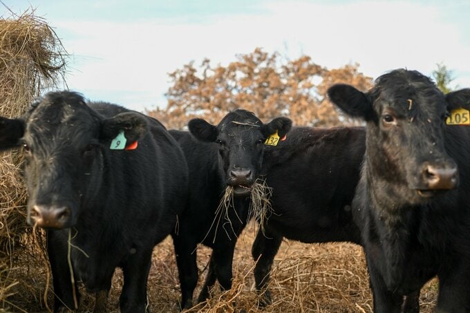 生きた肉を食べるウジ虫、米国内で約10年ぶりに検出－畜産業の脅威に
