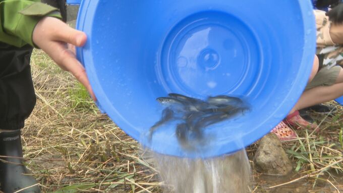 「元気に育って」「じいちゃんが川で釣る」子どもたちが稚アユを放流　山口市　|　山口のニュース・天気・防災｜tys NEWS｜ｔｙｓテレビ山口
