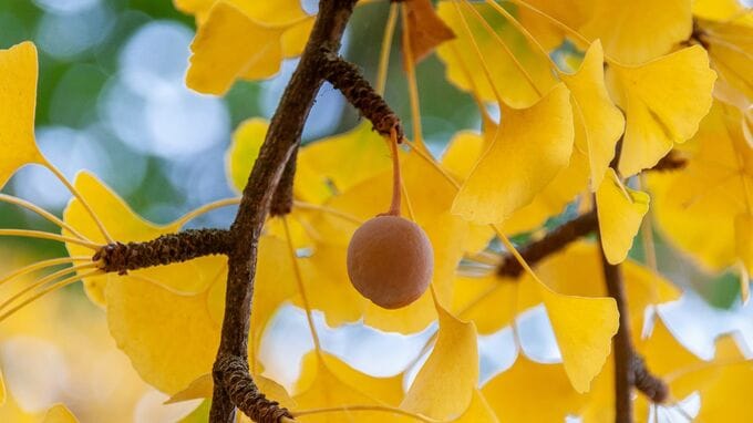 「伝統あるイチョウ並木にはギンナンが落ちる？」黄金色になる理由は？大気汚染に強く病害虫が非常に少ない優秀な街路樹|TBS NEWS DIG