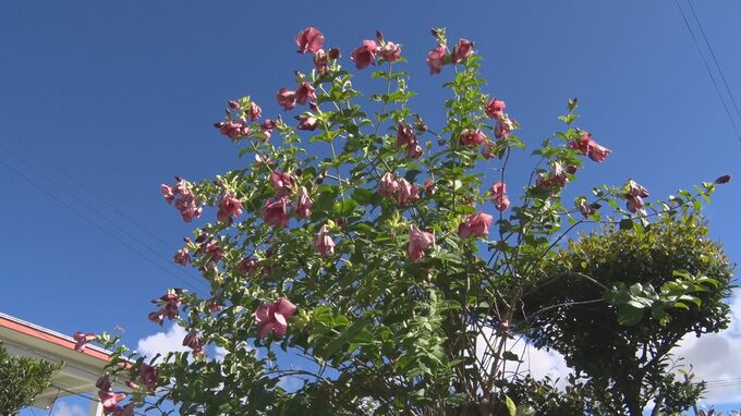 ブラジル原産「ムラサキアリアケカズラ」が満開　うるま市の民家|TBS NEWS DIG