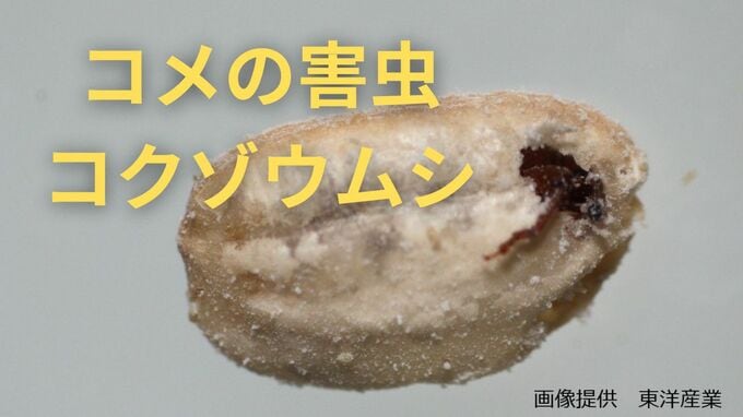 コメを狙う害虫「コクゾウムシ」コメ不足の昨今　触れたコメは食べても大丈夫？除去方法も伝授【専門家が飼育観察】|TBS NEWS DIG