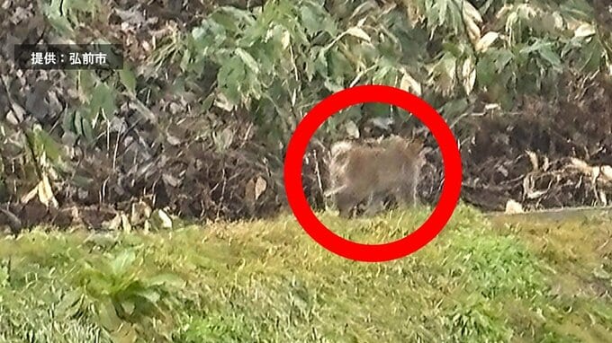 「かなり太っていて…ブルドックのように見えた」目撃情報相次ぐ『サル』今日も捕獲ならず…　目撃された小学校に通う児童の保護者は「子どもたちに噛みついたら心配」　|　青森のニュース│ATV NEWS│青森テレビ