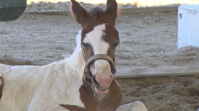 牧場でいつの間にか…馬が1頭増えていた　実は「出産」していた　妊娠した状態で牧場へ…スタッフも妊娠に気づかないまま出産　|　BSSニュース | BSS山陰放送