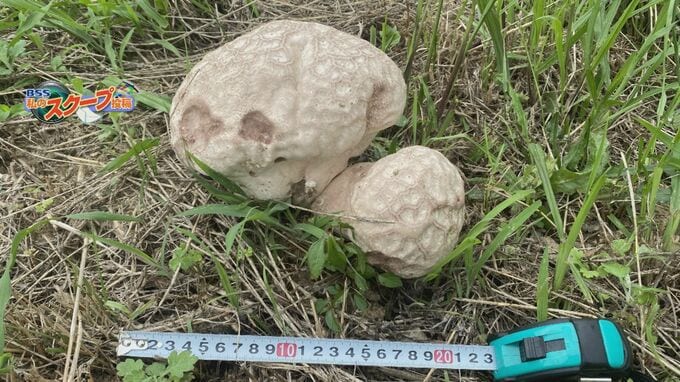 田んぼ脇に突如出現「謎のプニプニした大きな物体」　巨大キノコ？　切ってみると…「中は絹ごし豆腐のような感触」正体は？|TBS NEWS DIG