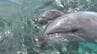 美ら海水族館でイルカの赤ちゃん公開　母に寄り添い泳ぐ愛らしい姿　本部町　|　沖縄のニュース｜RBC 琉球放送