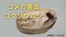 コメを狙う害虫「コクゾウムシ」コメ不足の昨今　触れたコメは食べても大丈夫？除去方法も伝授【専門家が飼育観察】　|　岡山・香川のニュース | 天気 | RSK山陽放送