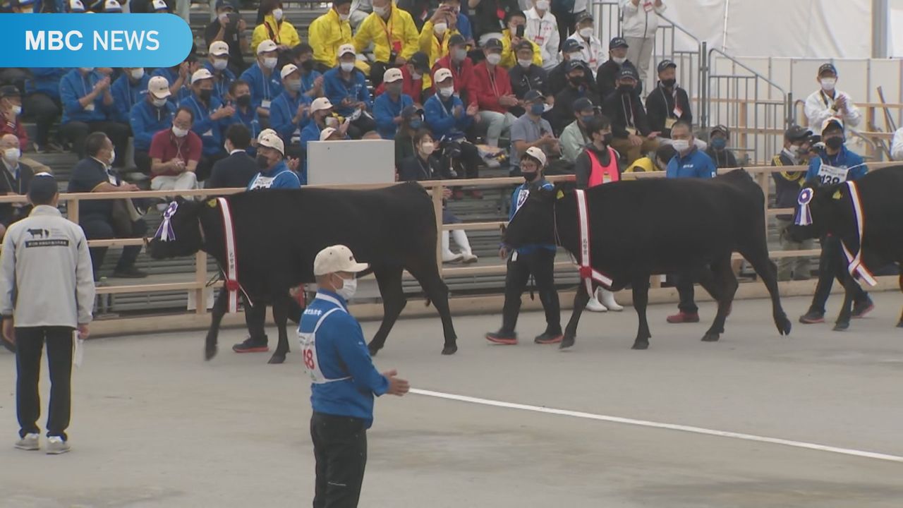 速報 和牛のオリンピック 内閣総理大臣賞 種牛の部は鹿児島 肉牛の部は宮崎に Tbs News Dig