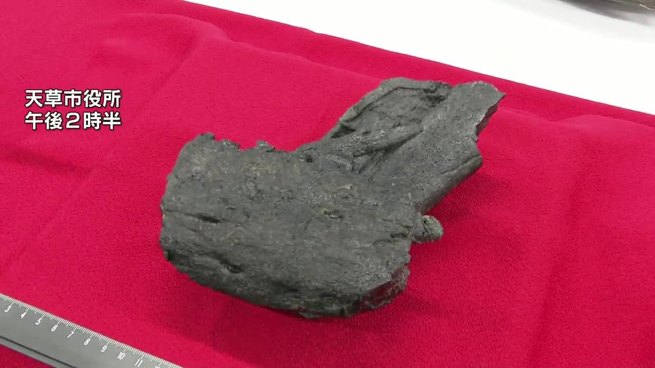 日本初「ティラノサウルス科」の骨の化石と断定 肉食恐竜の化石として