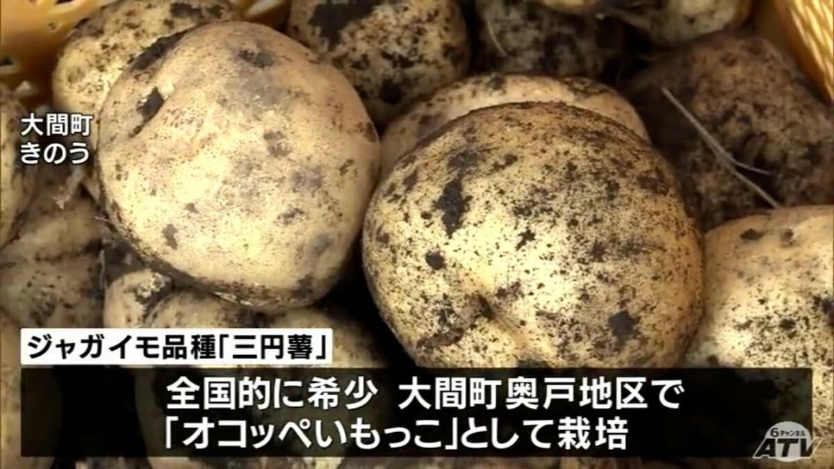 オコッペいもっこ」さらなるブランド化目指して取り組む弘前大学の学生