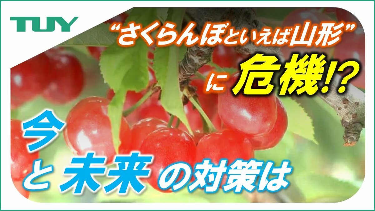 “さくらんぼといえば山形”に危機!?　「近い将来山形県は抜かれる」さくらんぼ農家が語った不安　工夫を凝らし続ける生産者や技術者　その努力の“結実”を願って（山形） | TBS NEWS DIG (1ページ)