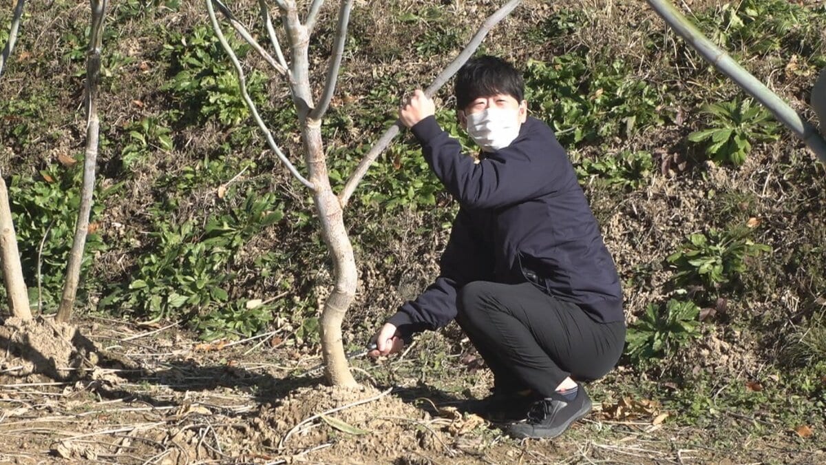 バイオマス燃料として活用できる植物「ヤマトダマ」初収穫 甲府市が全国の自治体で初めての栽培に挑戦中 | TBS NEWS DIG