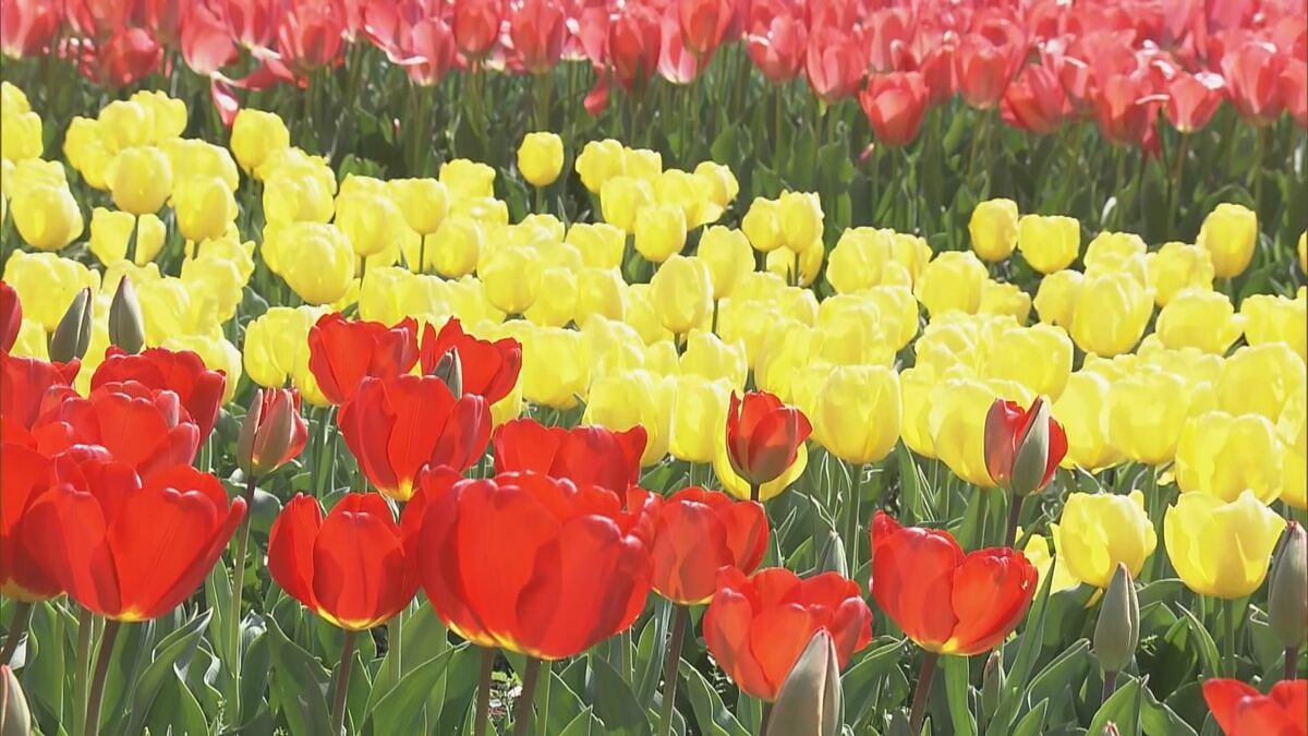 色とりどりのチューリップ 今年の見どころは｢川の流れをイメージした大花壇｣ 岐阜･海津市