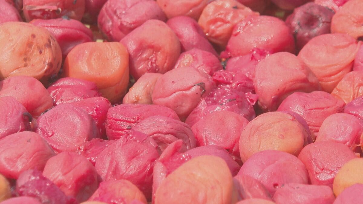巫女らが丁寧に“福梅”づくり　夏の風物詩「土用干し」はじまる　収穫量半減も…「少しでも福を」