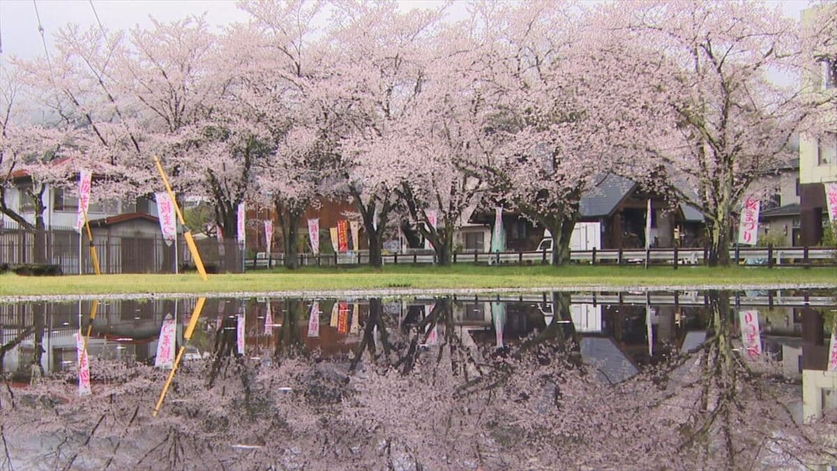 遊歩道沿いに植えられた千本の桜が見頃を迎え水辺に映える　山梨・大野貯水池