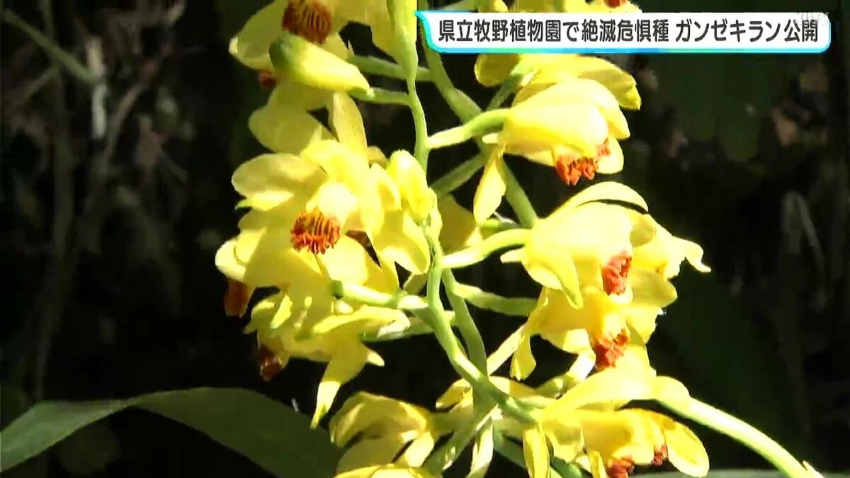 「転売目的の乱獲やイノシシによる獣害などにより自生する花はほとんど見られない」絶滅危惧種ガンゼキラン　県立牧野植物園で18日から5月29日まで公開