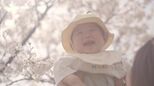 【映像】夏井千本桜 福島・小野町【カメラめせん㉖】|TBS NEWS DIG
