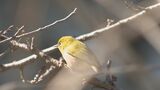 桜の開花予想 大分は3月26日 平年より2日遅く、去年より4日早い見込み | 大分のニュース|OBS NEWS|大分放送