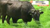 「思いっきり食べて思いっきり動いて体を大きく」市営牧場で牛の放牧始まる 宮城・栗原市 | 宮城のニュース│tbc NEWS│tbc東北放送