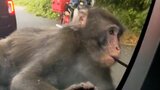 「車の上でぴょんぴょん。ミラーにおしっこ。エンジンかけても逃げず」サルに襲われた女性“恐怖の10分間” | 福岡のニュース|RKB NEWS|RKB毎日放送