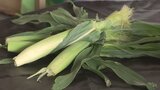 ヤングコーン 出荷が最盛期 食感の良さや調理の手軽さなどで需要増加 かつては廃棄も 山梨|TBS NEWS DIG
