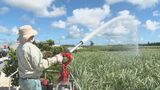 サトウキビ畑に水をまく　梅雨明けからまとまった雨が降らない宮古島　沖縄|TBS NEWS DIG
