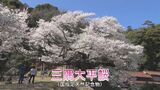 サクラ満開！名物桜「三隅大平桜」「佐々木桜」がそろって見ごろに…島根県浜田市　|　BSSニュース | BSS山陰放送