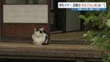 「吾輩は地域猫である」名前はあるけど 自由きまま　夏目漱石旧居をご案ニャい　熊本　|　熊本のニュース｜RKK NEWS｜RKK熊本放送