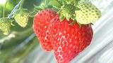 「歯ごたえがとても良かった」いちご狩りセンターで開園式　暑さの影響受けるも味は上々=静岡・伊豆の国市　|　静岡のニュース | SBSNEWS | 静岡放送