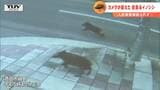 「“イノシシ”が挟まっている」道路を疾走する黒い影… 街の中心部に現れた“2頭”のイノシシ | 山形のニュース│TUYテレビユー山形