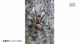 ちびっこ広場に特定外来生物「セアカゴケグモ」　広島市でことし初　　|　RCC NEWS | 広島ニュース | RCC中国放送
