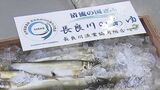 長良川でとれた天然アユの初競り 入荷量はGWの雨の影響で例年の6割程度 やや小ぶりでも例年並み価格で取引 岐阜 | 名古屋・愛知・岐阜・三重のニュース【CBC news】 | CBC web
