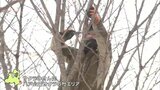 春を迎える準備も着々と　八戸公園で桜のせん定作業を実施|TBS NEWS DIG