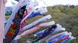 神道山に色とりどりのこいのぼり　全国各地から寄付された約80匹　子どもたちの健やかな成長願い34回目【岡山】　|　岡山・香川のニュース | 天気 | RSK山陽放送
