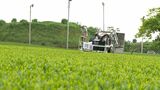 「芽伸びもそろって大変いいお茶」もえぎ色に輝く八十八夜、新茶摘み取りや新茶サービスも=静岡・菊川市 | 静岡のニュース | SBSNEWS | 静岡放送