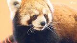 「レッサーパンダ様、おめでとうございます」みんなに選挙をPRする『動物総選挙』当選証書付与式 ツチブタとホッキョクグマも当選=静岡市　|　静岡のニュース | SBSNEWS | 静岡放送