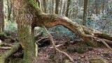 “コンパスがグルグル”は都市伝説 富士山の青木ヶ原樹海 奥深い原生林を歩くと見えてくるもの | 山梨のニュース | UTYテレビ山梨