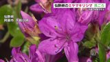 仙人も酔いしれた景色「ミヤマキリシマ」見ごろ  熊本・阿蘇|TBS NEWS DIG