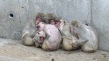「おでんの食べ放題に行きたい」各地で今季一番の寒さ　動物園ではサル団子　ヒーターで暖を取るオランウータンも　野菜も凍り農家困惑　福岡県　|　福岡のニュース｜RKB NEWS｜RKB毎日放送