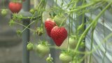 「これから梅の見ごろ、ぜひお越しを」 イチゴ狩りの休止や梅の開花の遅れなど寒波は地域の観光にも影響… | 愛媛のニュース - Nスタえひめ|あいテレビは6チャンネル