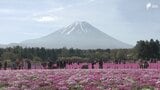 「ゆっくり富士山とシバザクラを眺めていただいて」見頃迎えた50万株のシバザクラと富士山が共演「富士芝桜まつり」開催|TBS NEWS DIG