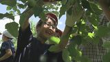 「元気なリンゴを残すため…」小学生が摘果作業を体験　農業学ぶ高校生が指導　福島　|　福島のニュース│TUF