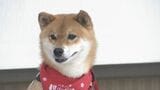 先生は犬!岩国市観光大使ジェームスJr.くんが特別講義 山口・岩国|TBS NEWS DIG