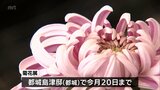 秋を彩る菊花展 都城島津邸で20日まで | MRTニュース | MRT宮崎放送